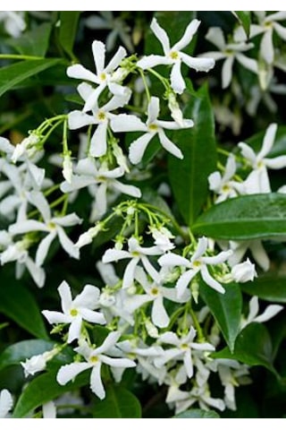 "beyaz Çiçekli Kokulu Arap Yasemini Fidanı - 1-2 Yaş Tüplü