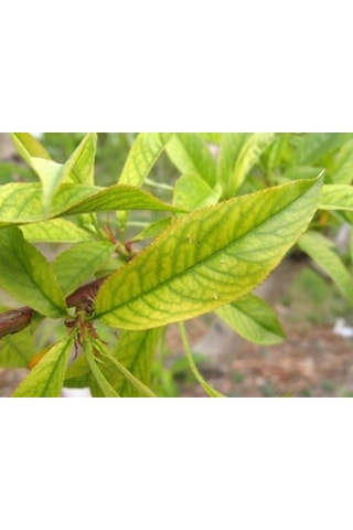 Demir Gübresi Fenomen (1 KG)(%26 Demir Içerikli)