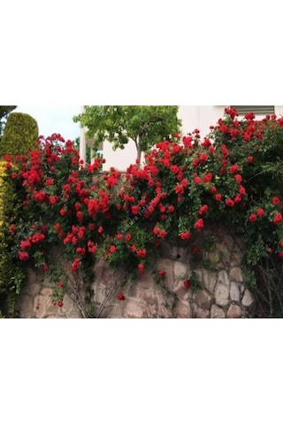 Yediveren Kırmızı Katmerli Sarmaşık Gül Fidanı 15-25 Cm