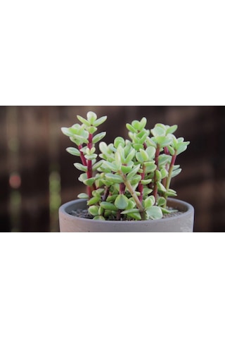 Portulacaria Afra Variegata - 20 Adet Sukulent - Teraryum Bi