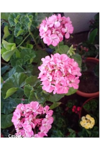 Pink Pembe Sardunya Çiçeği Fidesi 10-20 Cm