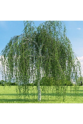 Tüplü Betula Alba Huş Ağacı Fidanı