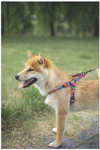 M-pets Urban Style Jazz Stripes Köpek Göğüs Tasması M Pembe