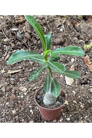10 Adet 5.5 Luk Saksıda Adenium Çöl Gülü Çiçeği Fidanı Pakedi Mix Karışık 1