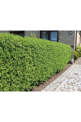 Ligustrum Kurtbağrı 10 Adet - Çit Bitkisi