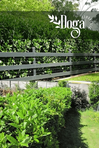 Kartopu Ağacı Fidanı Viburnum Lucidum