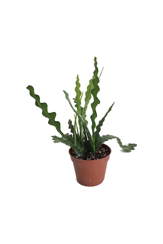 Epiphyllum Anguliger (Atlas Çiçeği) Ø8,5 CM Y15-20 CM