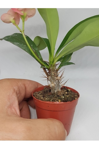 Tayland Mili - Dikenler Tacı Iri Pembe Çiçek Açan 5.5cm Saksılı-9074638245585