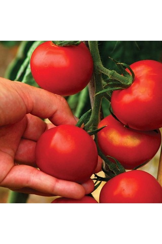 Expres Tohumculuk Sırık Domates Tohumu 50 Adet Tohum