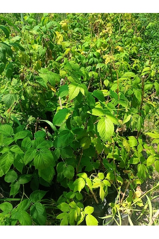 Yeşil Deniz Fidancılık Tüplü Ahududu Frambuaz Fidanı 50-100 Cm