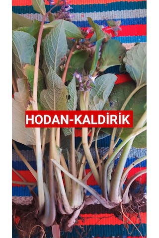 500 Gr Kaldirik - Hodan - Ispıt Otu