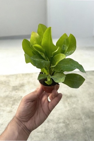 İç Mekan Bitkisi Ev Ve Balkonda Bakılır Cins Pembe Euphorbia Taç Çiçeği Minik 16.17cm
