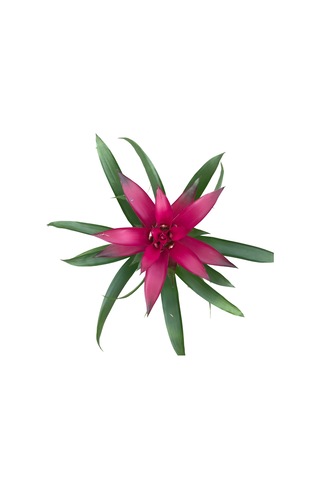 Guzmania Lingulata 'Purple' (Guzmanya) Ø12 CM Y35-340 CM