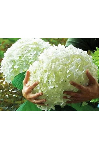 Ortanca Hydrangea Arborescens Strong Anabel 2l-40cm