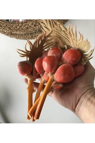 Taze 5 Tane Japon Palmiyesi Cycas Tohumu
