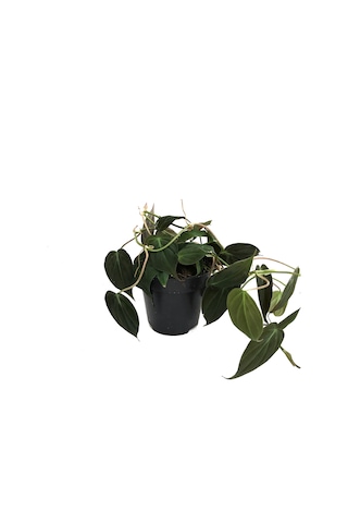 Philodendron Micans Ø12 CM Y25-30 CM