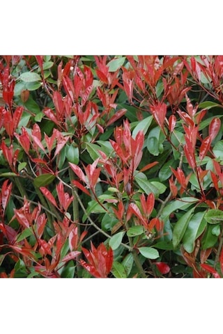 Tüplü Alev Çalısı Photinia Red Robin 30 40 Cm