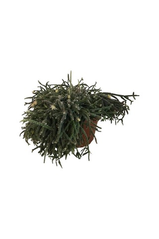 Rhipsalis Pilocarpa -spagetti Kaktüs