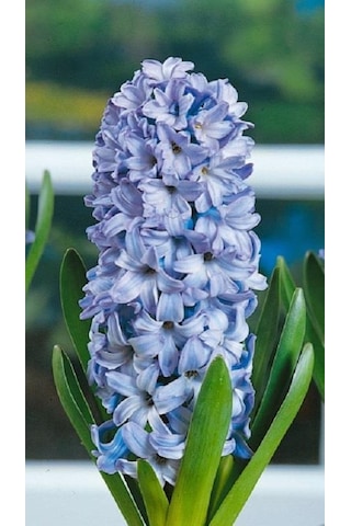 İthal Sümbül Soğanı Mavi Hyacinth Blue