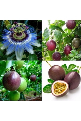 Mor Meyveli Passiflora Passion Fruit Çarkıfelek Tohumu-7 Adet