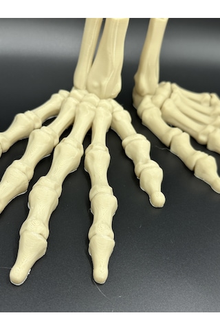 Anatomi- Çift Iskelet El / Sağ Ve Sol