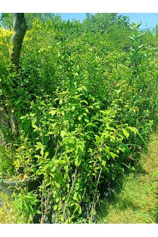 Yeşil Deniz Fidancılık Tüplü Can Erik Fidanı 100-150 Cm