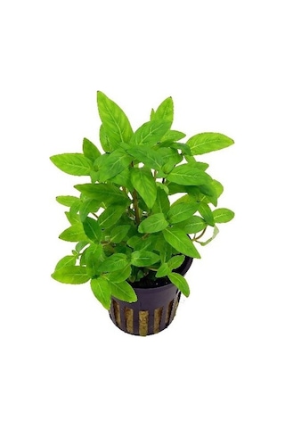 Staurogyne Repens 1 Saksı-zemin Bitkisi Kolay