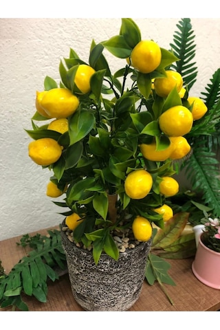 Nadir Ithal Bodur Saksılık Hint Limon Ağacı Tohumu 3 Tohum