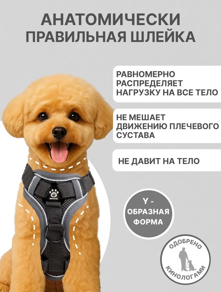 Tori Küçük Ve Orta Irklar İçin Tasmalı Köpek Kayışı Ve Kedi Şeridi 417711600