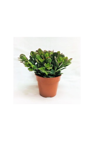 Crassula Ovata - Para Ve Şans Bitkisi - 5 Adet Sukulent - Terary