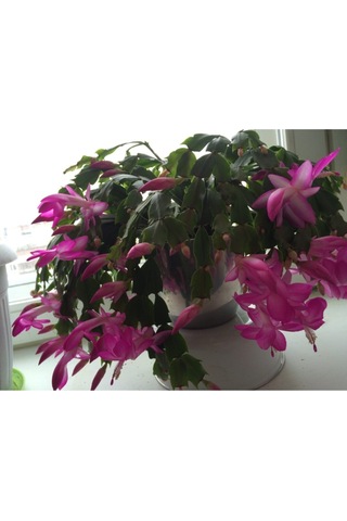 Serada Decor Plant Mor Yılbaşı Çiçeği Fidanı Saksılı