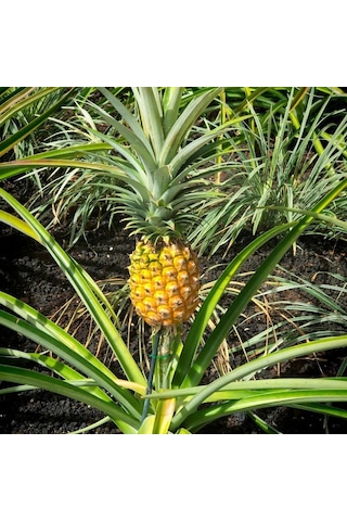 2 Li Ananas Fidanı Seti - Evde Saksıda Meyve Veren Tropikal Ananas Fidesi 30-50 Cm