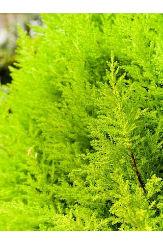 Favori Ürün Limon Kokulu Limon Selvi Fidanı 30 40 Cm 15 Adet Tüplü Dış Mekan Ağaç Cupressus