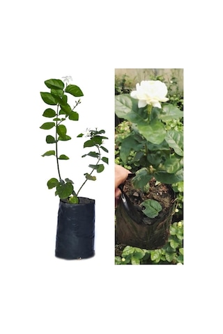 Yasemin Çiçeği Set 2 Li Set Arap Yasemin / Katmerli Ful Yasemin Yoğun Kokulu Soğuğa Dayanıklı