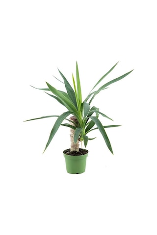 Yuka - Avize Çiçeği Tekli 30 Cm