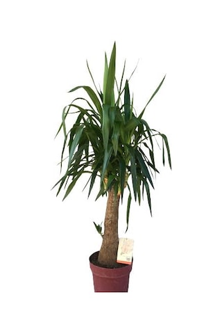 Fil Ayaklı Yuka Ağacı Yuka Elephantipes 140-150 Cm