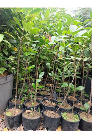 Karayemiş Fidanı 50-100 Cm