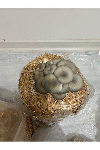 6 Kg İstiridye Mantarı Kompostu Mantar Çıkımına Hazır, Yetiştir