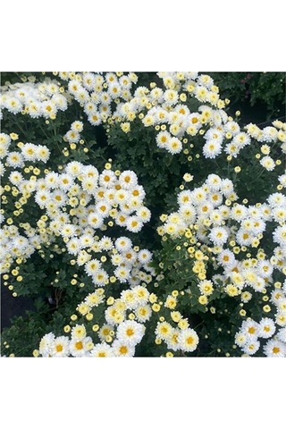 Chrysanthemum Beyaz Renk Kasımpatı Çiçeği 1 Adet Saksılı Salon Çiçeği