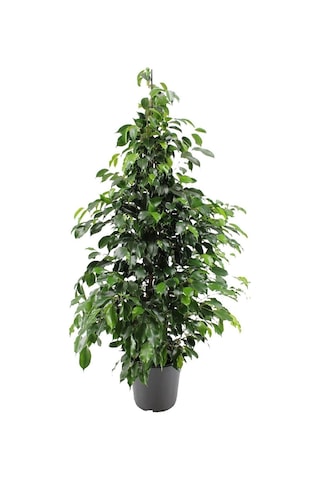 Videolu Benjamin Ficus Bitkisi 1 Adet Saksılı/ Tüplü 80-110cm Iç Mekan Salon Ofis Bitkisi