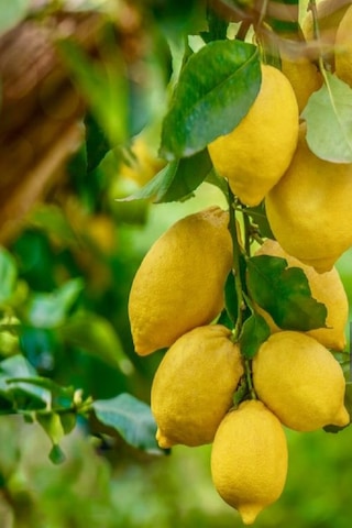 Tüplü Yediveren Aşılı Limon Ağacı Fidanı 3 Yaş