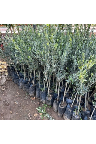 Tüplü Sınırlı Üretim Fas - Picholine Marocaine Zeytini Fidanı