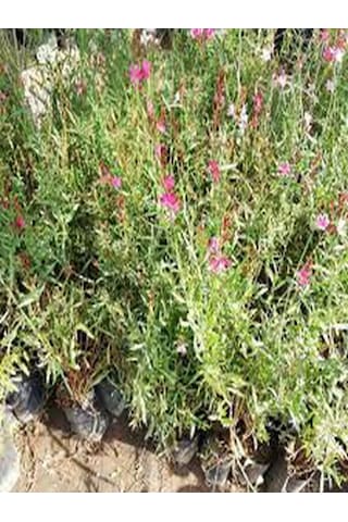 Gaura Çalısı Bitkisi 20-45 Cm Saksılı/tüplü Dış Mekan Sarmaşık Bitkileri