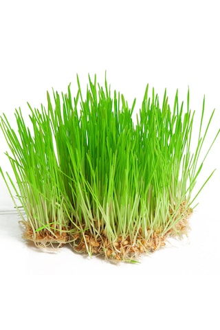 Yerli Buğday Mikro Yeşillik Tohumu, 15 Gram