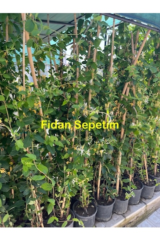 2 Yaş Hanımeli Fidanı