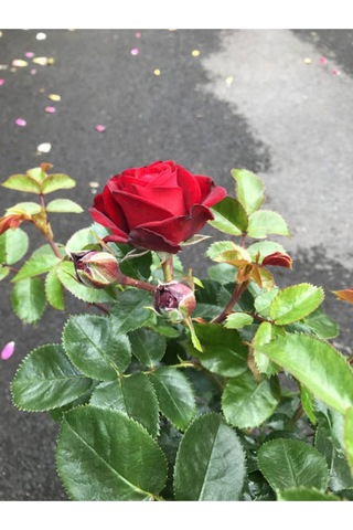 Kırmızı Bulgar Gülü Çiçeği 1 Adet Saksılı 40-60cm Bahçe Bitkisi Bulgar Red Rose
