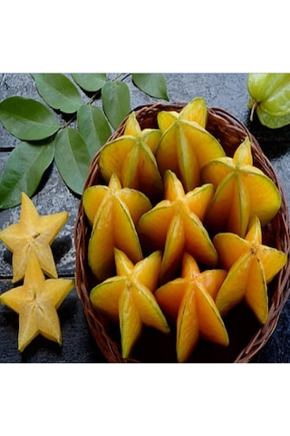 Aşısız Star Fruit Fidanı 4 Yaş 120 Cm Üstü Aşısız Star Fruit Fidanı 4 Yaş 120 Cm Üstü