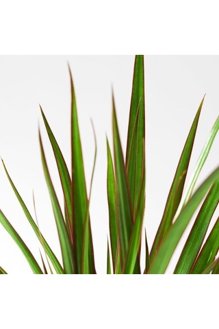 Ikea Dracaena Margınata Canlı Bitki, Yeşil, 12 Cm, Dragon Ağacı