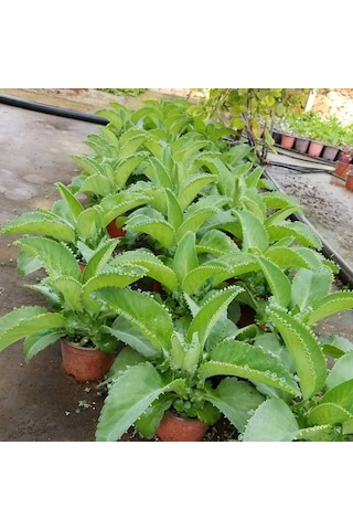 Aşkın Gözyaşları Çiçeği  Saksılı