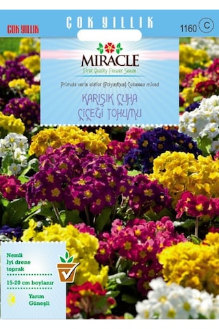 Miracle Karışık Renkli Onbir Ay Çuha Çiçeği Tohumu 50 Tohum